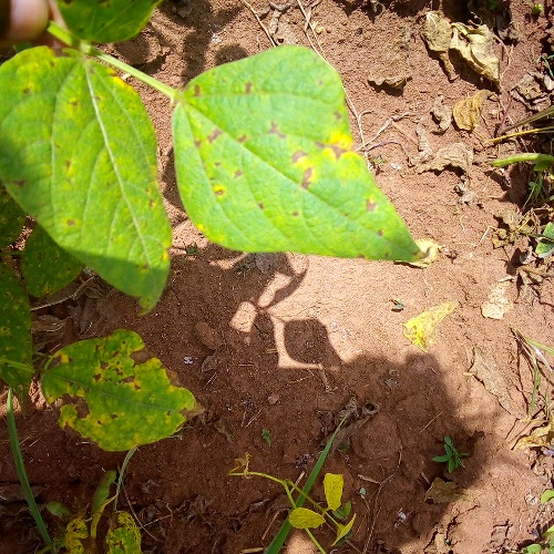 Angular leaf spot